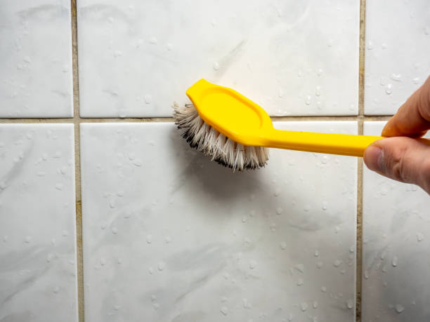 Best Same-Day Mold Removal  in Point Marion, PA