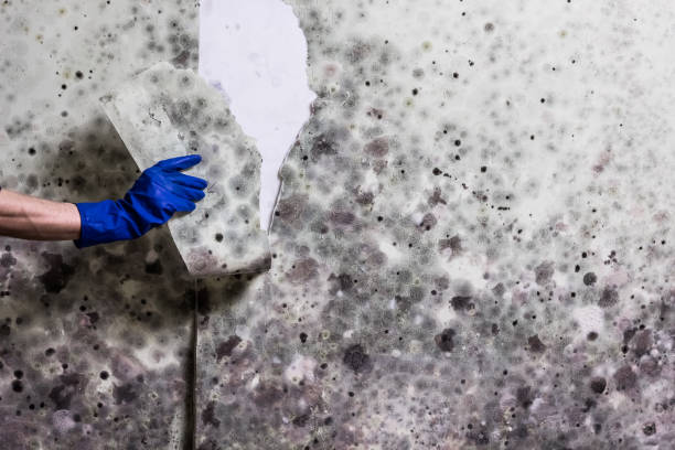 Best Mold Testing  in Point Marion, PA
