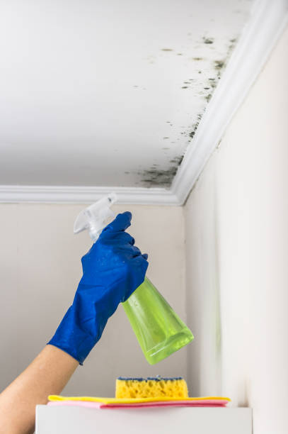 Best Toxic Mold Removal  in Point Marion, PA