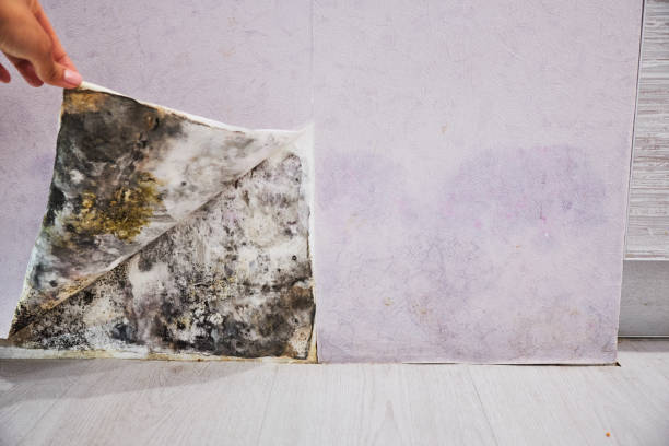 Professional Mold Removal in Point Marion, PA